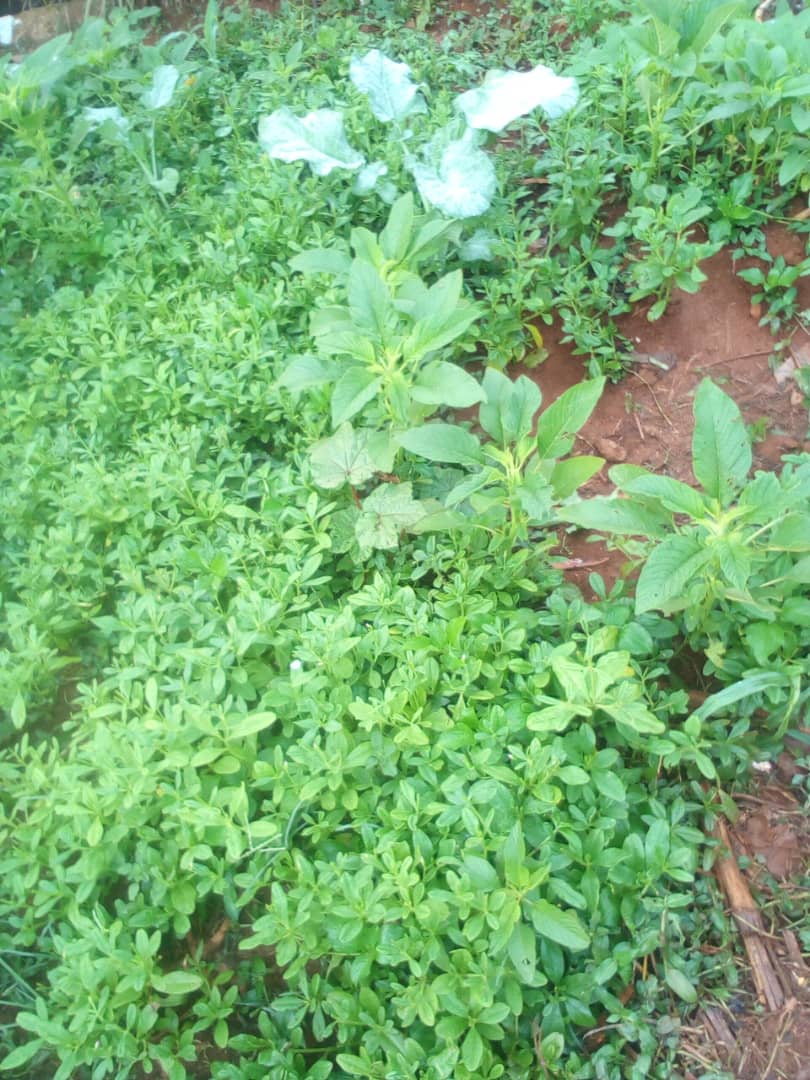 IMG-20220804-WA0031